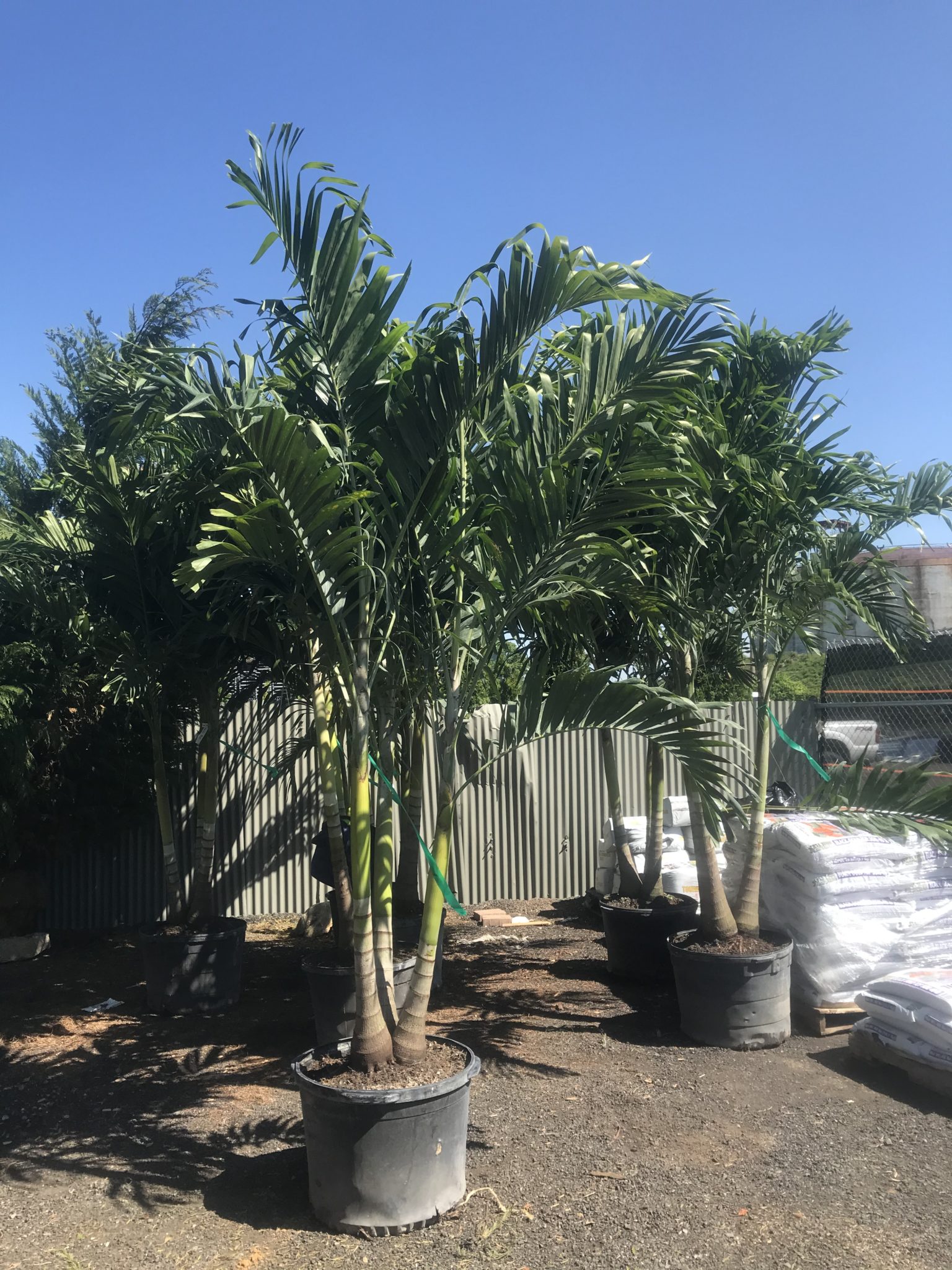 Large Palm Tree Greenside Up Garden Center